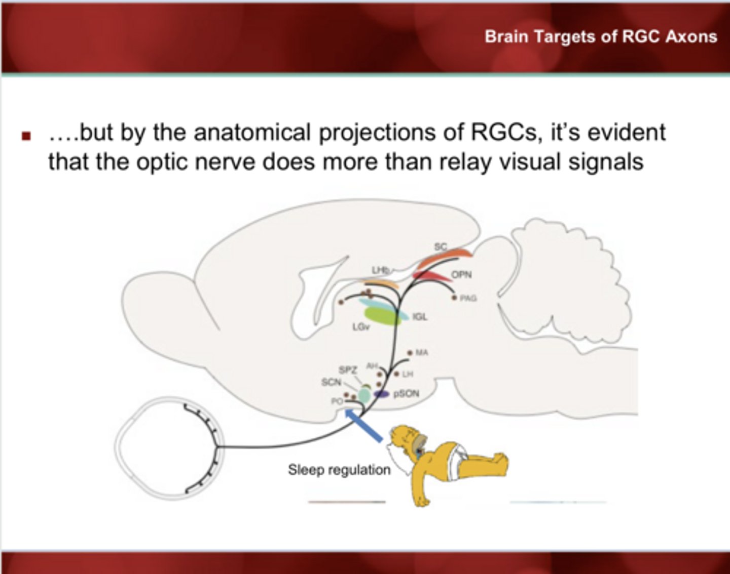 <p>Non-LGN Targets of RGC Axons</p><p>What is the function of the ventrolateral pre-optic nucleus?</p>