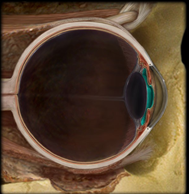 <p>Anterior Cavity<br>located posterior to the lens, filled with vitreous humor</p>