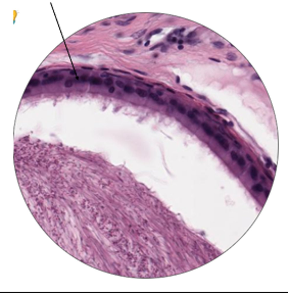 <p>name arrow and organ</p>