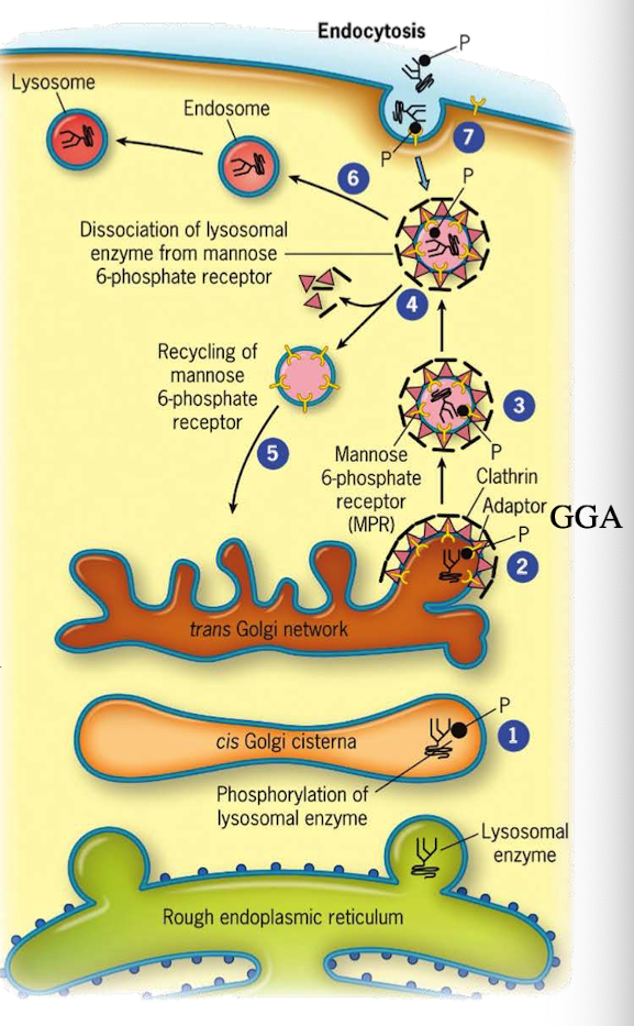 <p><span>It uncoats and becomes an early endosome.</span></p>