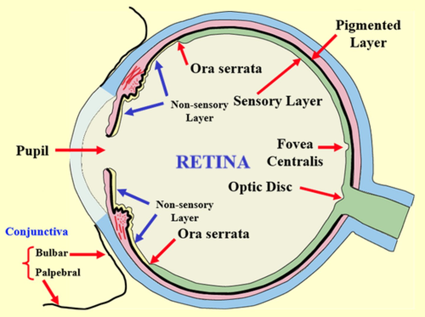 <p>continuations of the the outer pigment cell layer of the retina over the inner surface of the ciliary body and iris; not light sensitive.</p>