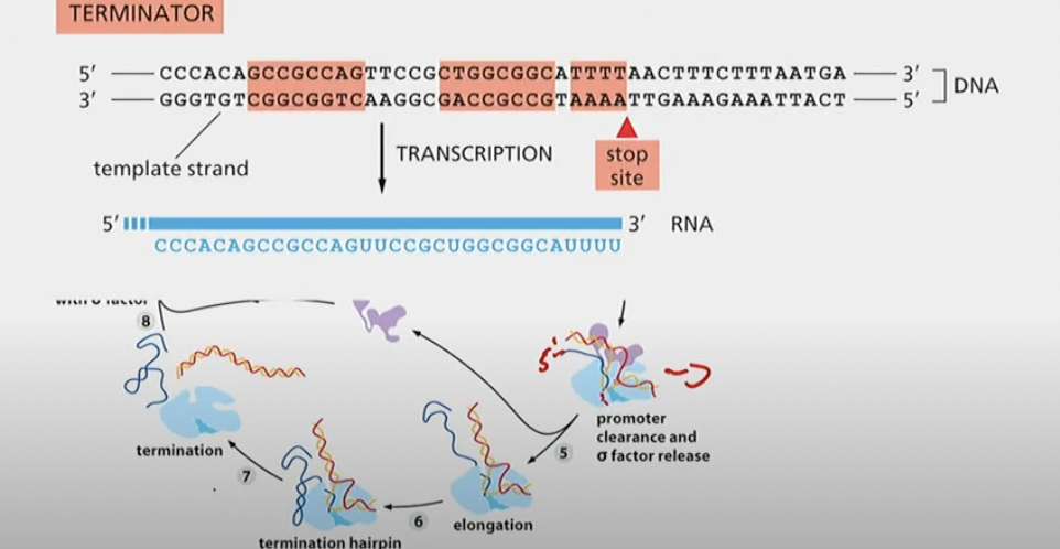 G’s and C’s followed b y A’s and T’s.

When the G’s and C’s bond, since they have 3 bonds they’re much stronger and form the hairpin formation. The DNA has weaker A’s, U’s, and T’s but since the hairpin is so strong it pries itself off of it