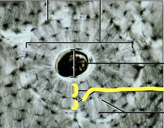 <p>What is the yellow line pointing to?</p>