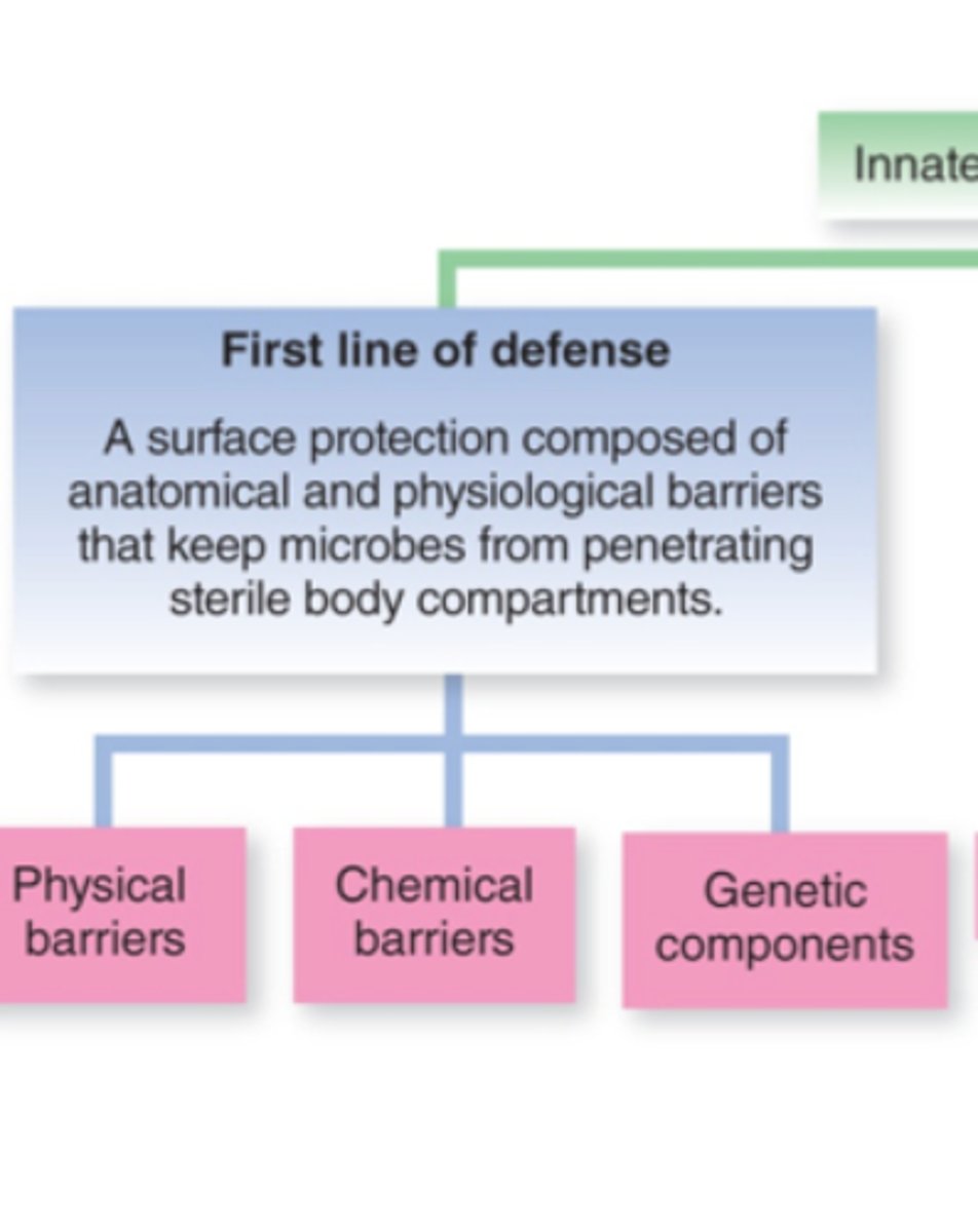 <p>includes skin and mucous membranes; NON-SPECIFIC</p>
