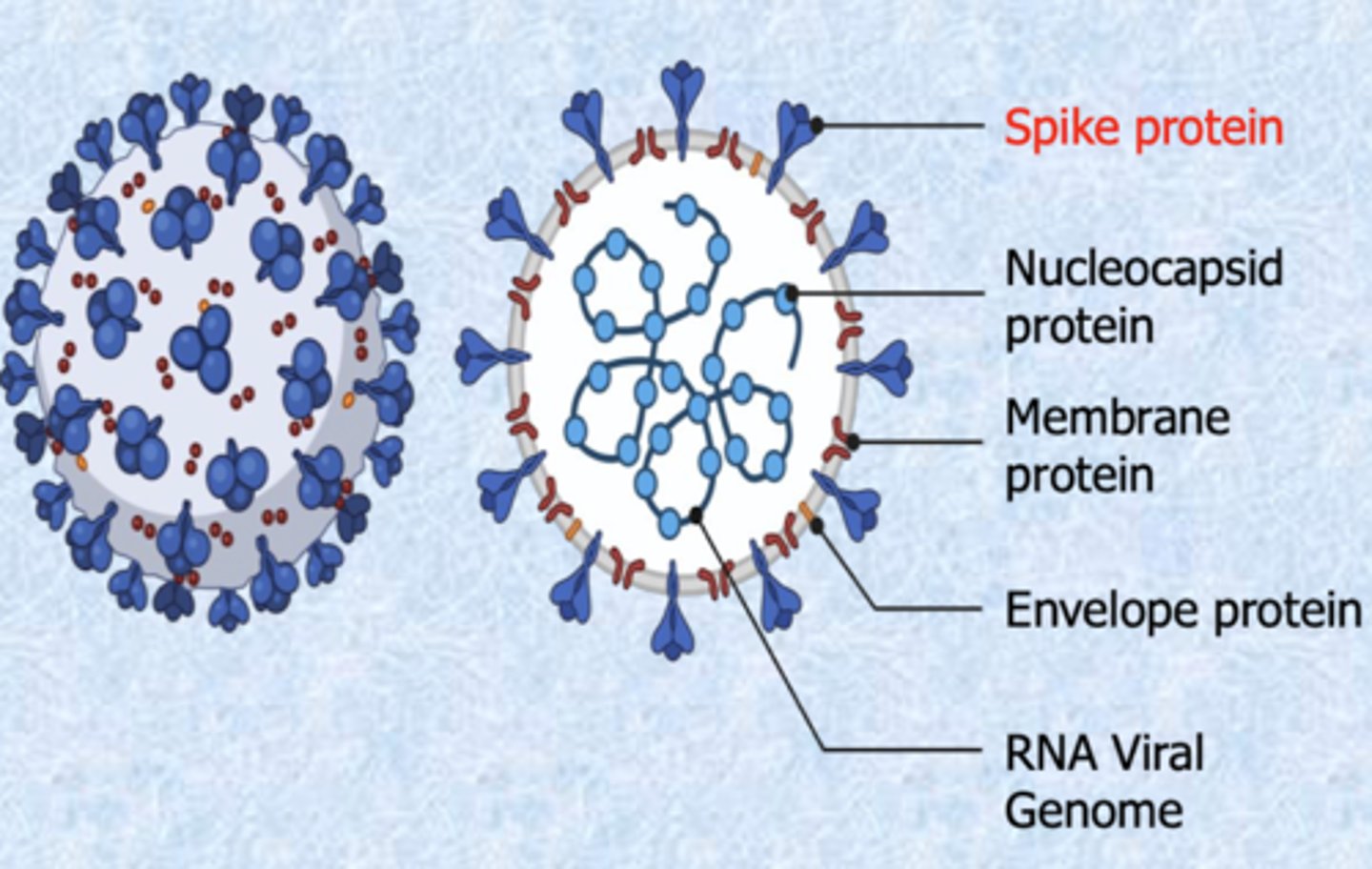 <p>Has single strand positive sense RNA surrounded by membrane. Envelope has glycoprotein.</p>