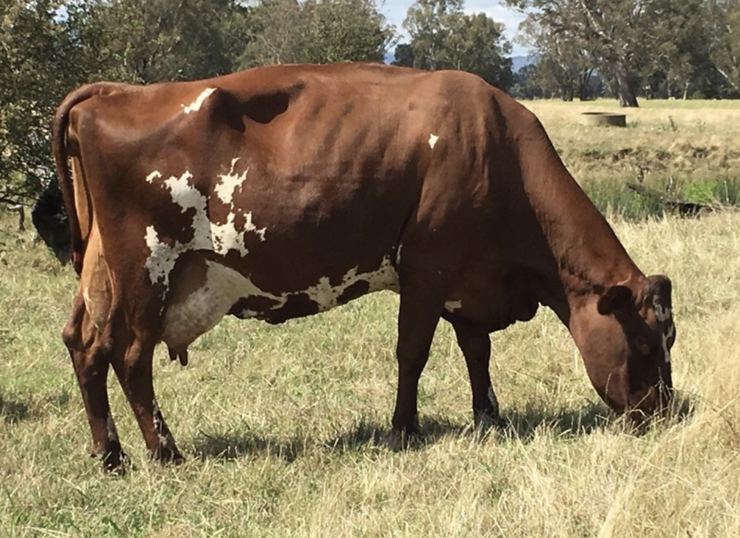 <p>-australian developed</p><p>-mix of aryshire, devon and shorthorn</p><p>-numbers decreased after deregulation</p><p>-red, white and red, roan</p><p>-medium </p><p>-horned</p><p>-average production</p>