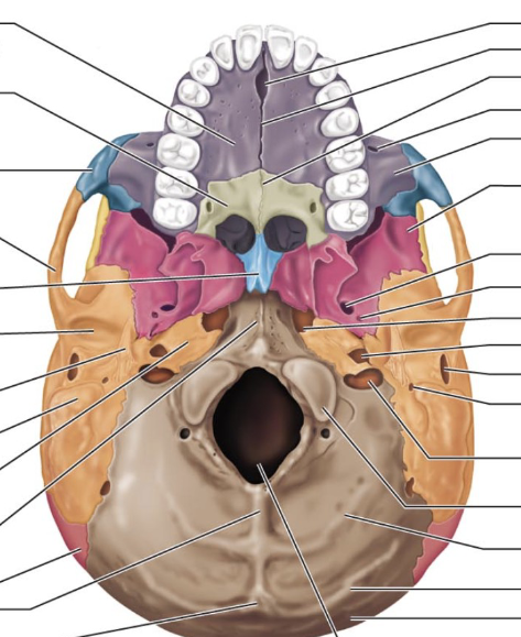 <p>Where in the picture is the external acoustic meatus?</p>