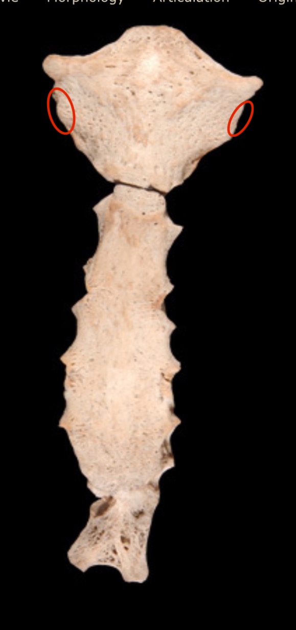 <p>What are these structures?</p>