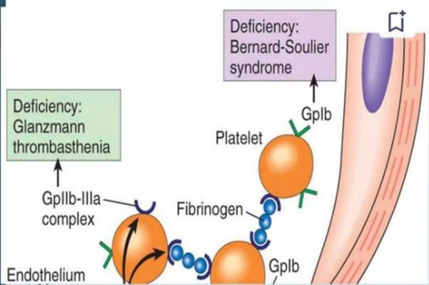 <p>Condition affecting platelet aggregation function.</p>