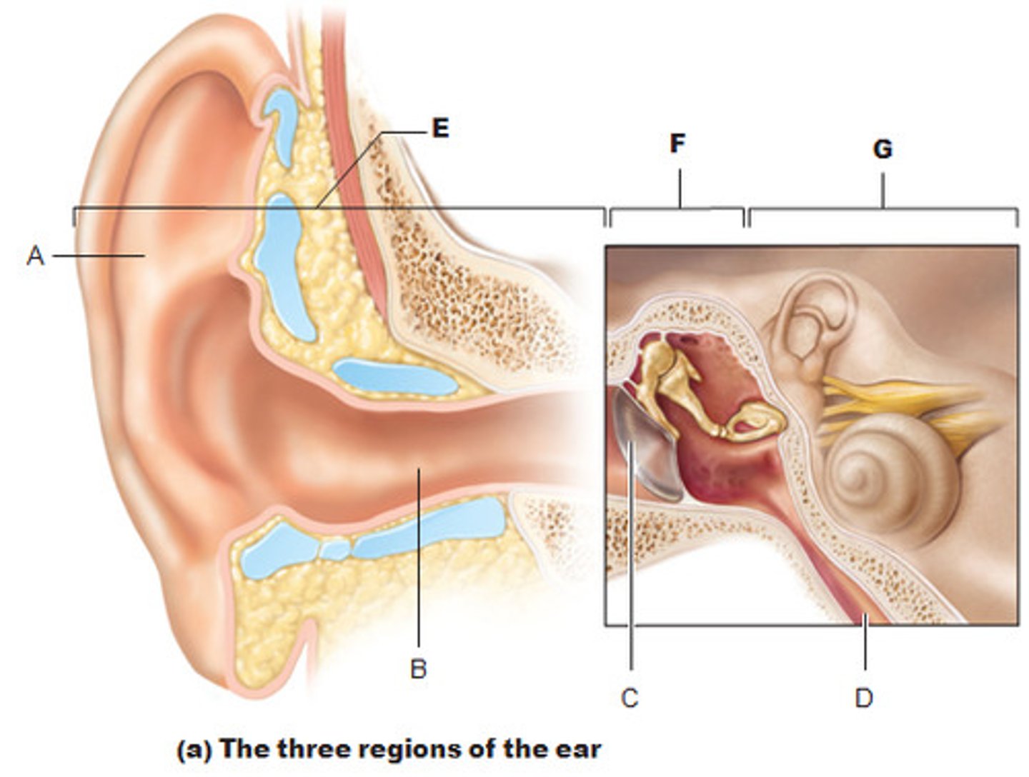 <p>(D)<br>equalizes the pressure in the middle ear cavity with the external air pressure so that the tympanic membrane can vibrate properly</p>