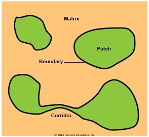 area that is more homogenous than surroundings