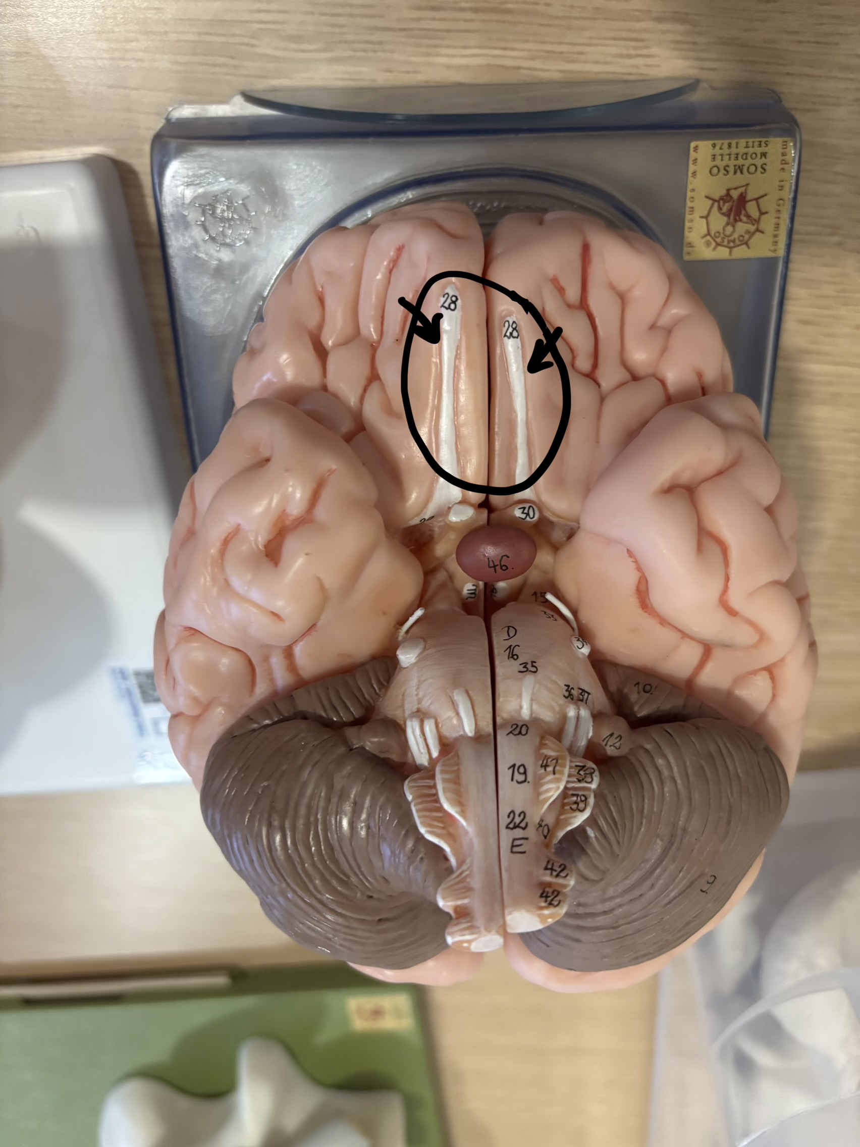 <p>What structure is this?</p>