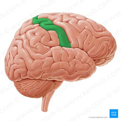 <p>are the raised folds on the surface of the brain, which increase its surface area and accommodate more neurons. </p>