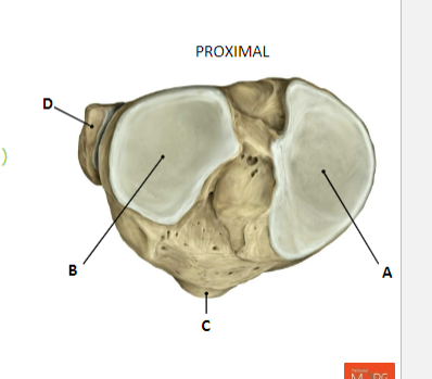 <p><strong>TIBIA:</strong></p><p><strong>(</strong>tibia plateau = proximal view<strong>)</strong></p><p>A:Condylus medialis</p><p>B: Condylus Lateralis</p><p>C:Tuberositas  Tibiae</p><p><strong>FIBULA:</strong></p><p>D: Caput Fibulae</p>
