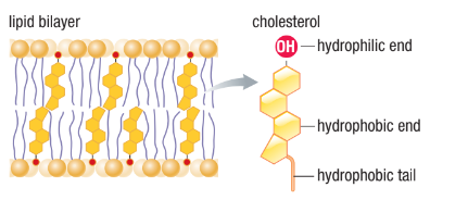 <ul><li><p>A type of sterol (steroid with OH group at one end and hydrocarbon chain at the other)</p></li><li><p>Plays a role in membrane fluidity</p></li></ul><p></p>