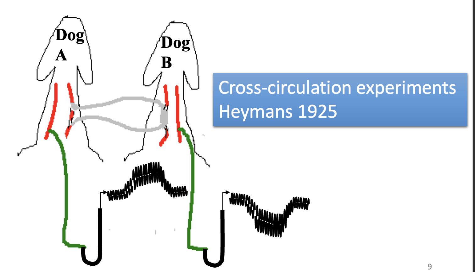 <ol><li><p>Carotid sinus of dog B was connected into the dog A circulation</p></li><li><p>Dog A injected with noradrenaline</p></li><li><p>increases blood pressure</p></li><li><p>triggered a reflex <strong>fall</strong> in blood pressure in dog B</p></li></ol><p></p>