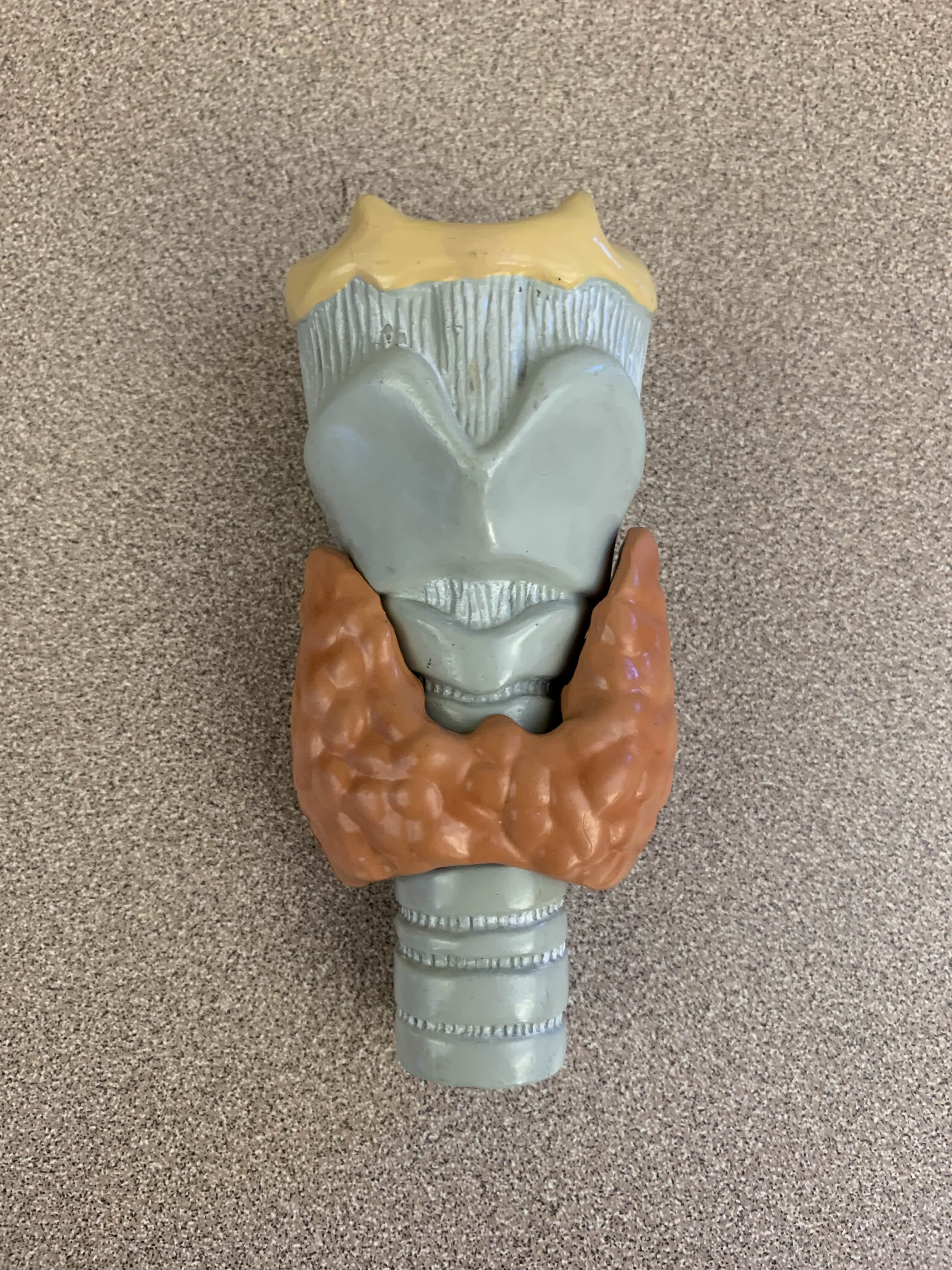 <p>Located in the anterior neck, below the larynx</p>