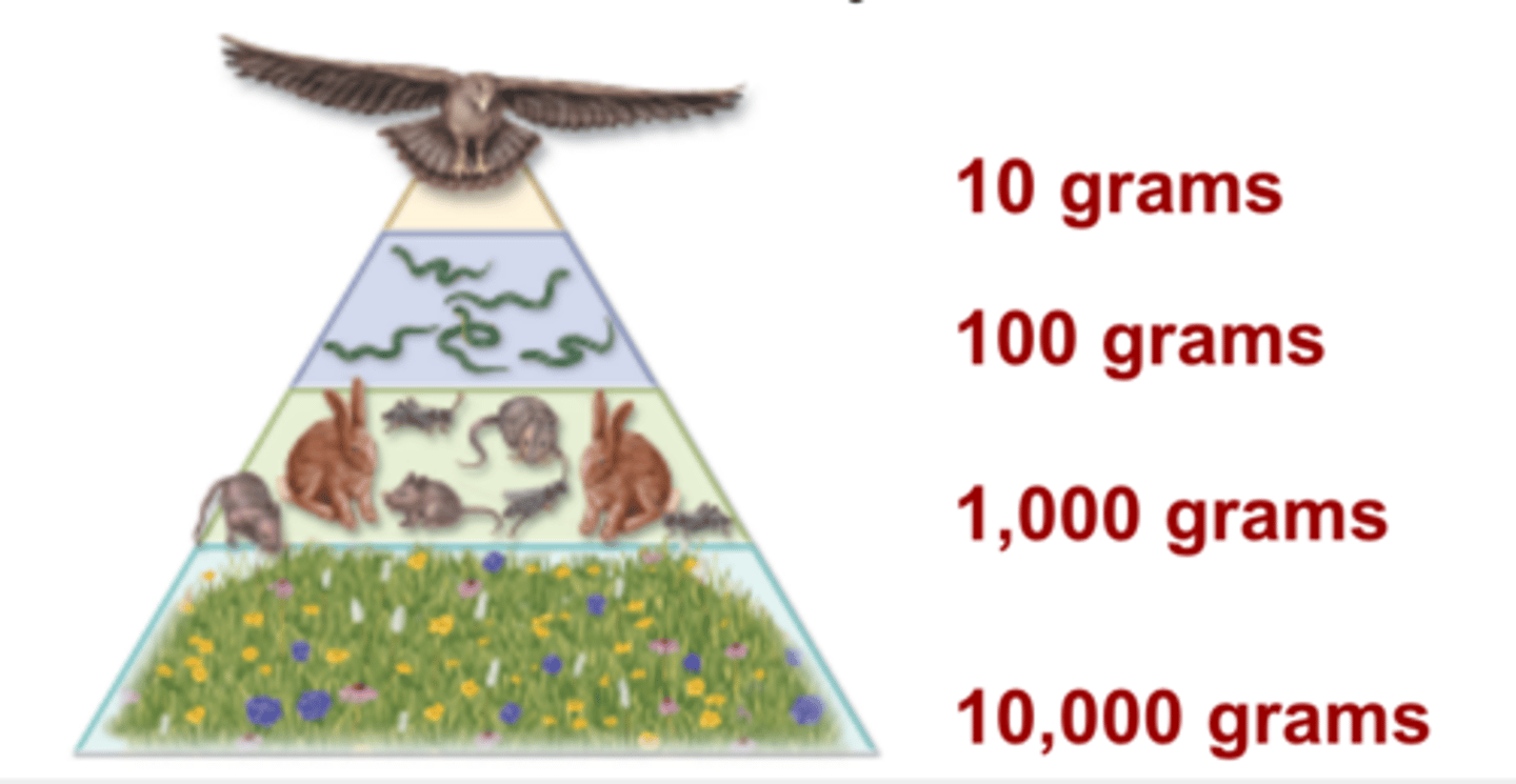<p>A diagram that shows the relative amount of living organic matter at each trophic level. Typically, the greatest biomass is at the base of the pyramid, as is seen in the field ecosystem biomass pyramid.</p>