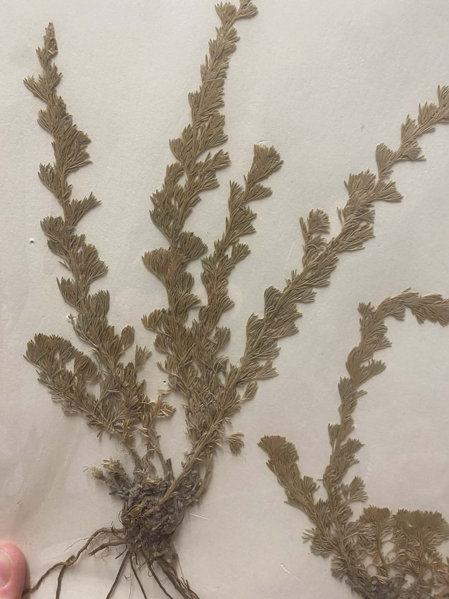 <p>Anthemideae, P, N, Artemisia frigida, fringed sagebrush</p>