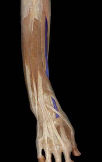 <p>long tendon, next to extensor carpi radialis brevis, medial</p>