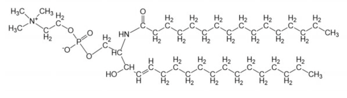 <p>~85% of all sphingolipids in man</p><p>nervous system and red blood cells</p><p>second most common lipid in plasma membrane</p><p>has a phosphocholine group</p><p>uncharged at pH 7</p>