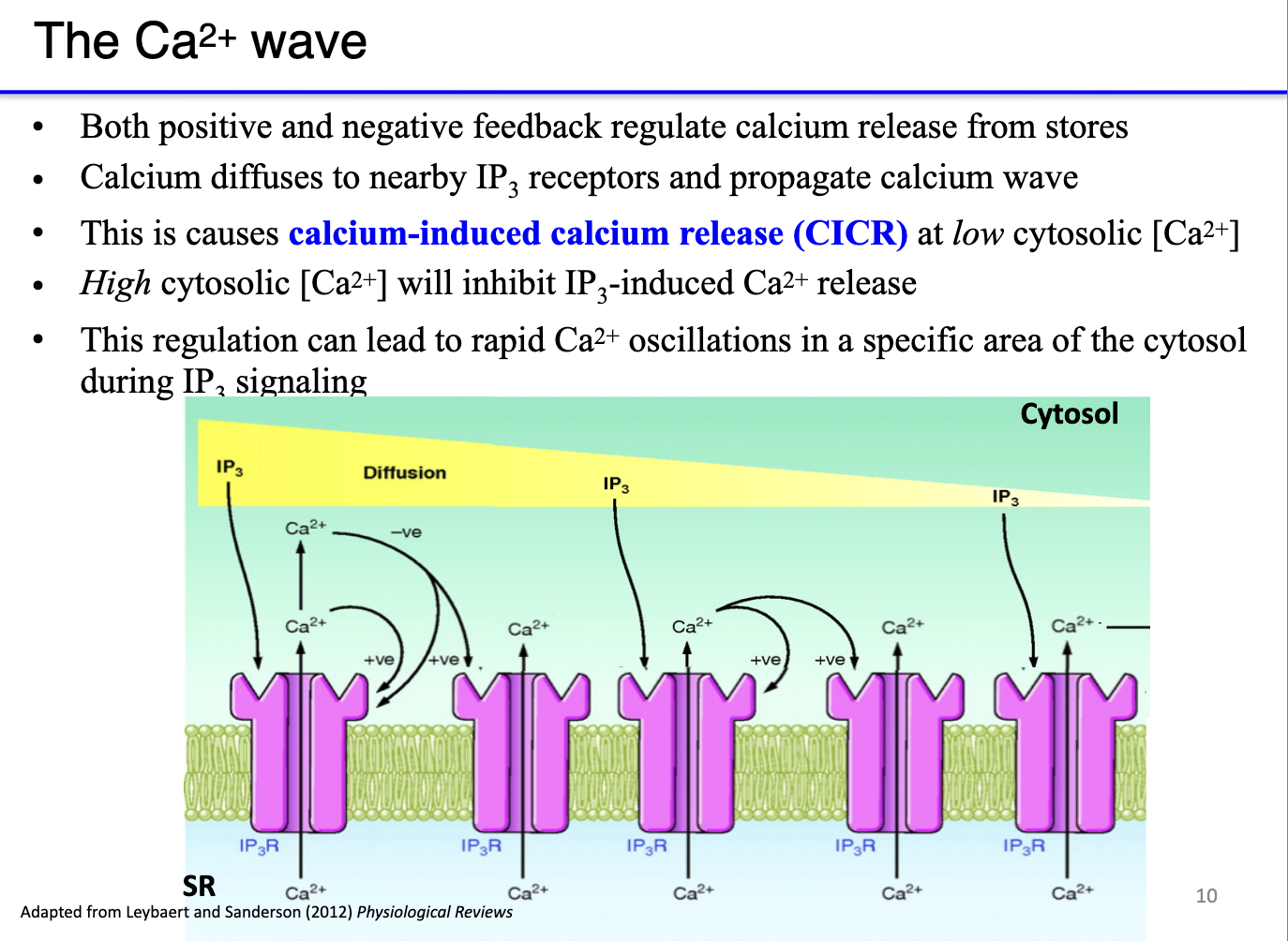<ul><li><p><strong>Calcium-induced calcium release (CICR):</strong></p><ul><li><p><strong>Low cytosolic Ca²⁺</strong> → potentiates IP3 receptors (or ryanodine receptors), increasing calcium release.</p></li><li><p><strong>High cytosolic Ca²⁺</strong> → inhibits further release to prevent overactivation.</p></li></ul></li><li><p><strong>Mechanism of a calcium wave:</strong></p><ul><li><p>Local calcium release (puff) raises cytosolic Ca²⁺.</p></li><li><p>High Ca²⁺ at the release site <strong>negatively feeds back</strong> to inactivate those receptors.</p></li><li><p>Low Ca²⁺ at the periphery <strong>positively potentiates neighboring receptors</strong>, making them more sensitive to IP3.</p></li><li><p>Sequential activation propagates a <strong>wave of calcium release</strong> across the SR/ER.</p></li></ul></li><li><p><strong>Functional significance:</strong> ensures synchronized, directional contraction rather than random, patchy activation.</p></li></ul><p></p>