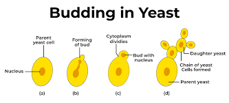 <p>parent organism divides into two unequal size parts, a new organism is created as a small growth or bud on the parent, buds break off </p>