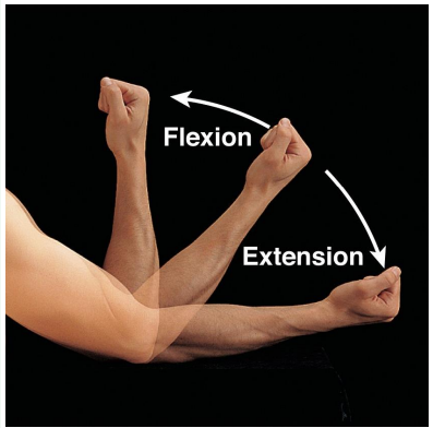 <p><strong>Flexion-</strong> decrease angle between bones</p><p><strong>Extension- </strong>increases angle between bones</p>