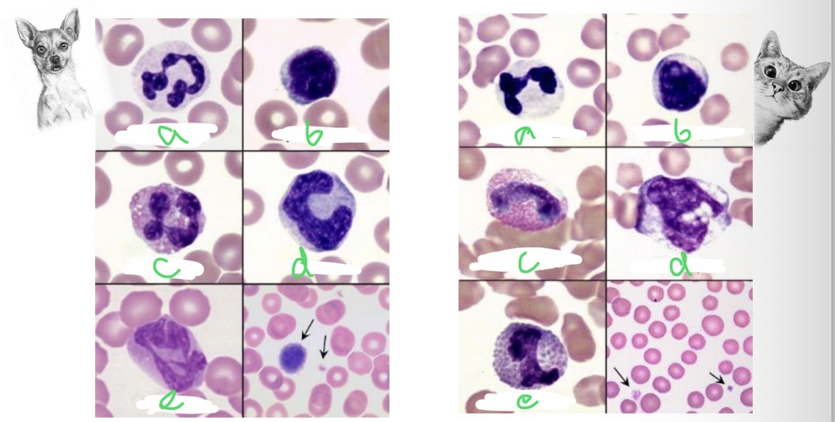 <p>Normal leukocyte morphology - a</p>
