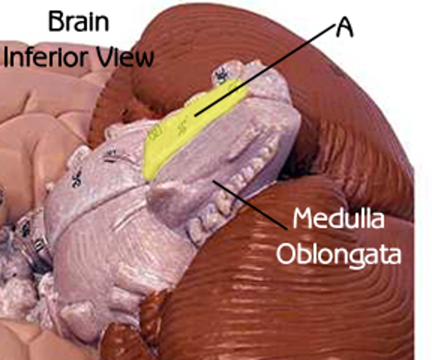<p>paired white matter structures of the brainstem's medulla oblongata that contain motor fibers</p>