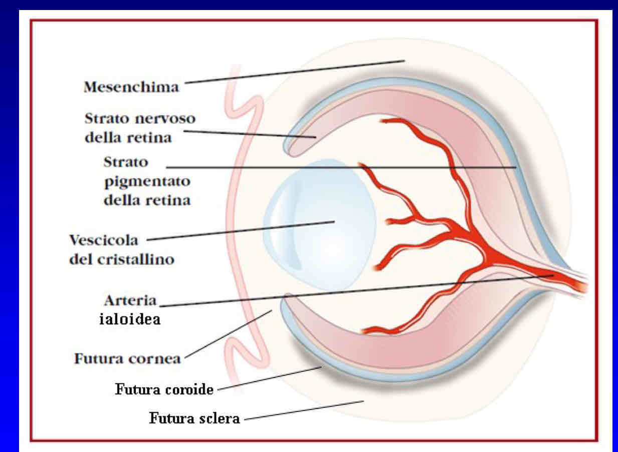 <p>L’arteria ialoidea (vaso circondato da mesenchima) entra nel centro del peduncolo ottico e nello spazio fra retina e cristallino, dove nutre le cellule del cristallino. Quando le strutture sono evolute il ramo del’arteria fra retina e cristallino va in apoptosi rimanendo così solo le cellule mesenchimali che formano il corpo vitreo, trasparente per mancanza di vasi. L’altro ramo invece forma l’arteria centrale della retina che fa da sistema vascolare trofico per le strutture neurali retiniche.</p>