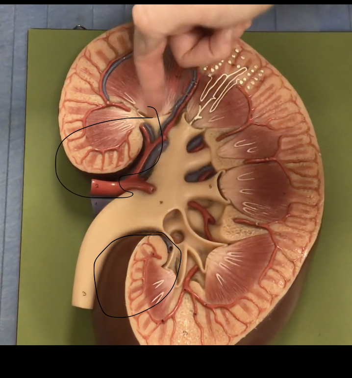 <p>Description: Concaved (indentation) medial border of kidney</p><p>Function: Where the renal arteries, veins and renal pelvis enter/leave the kidney</p>