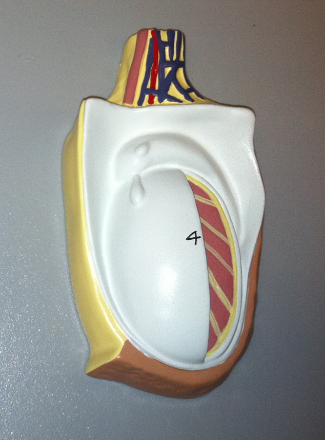 <p>Which gland is shown?</p>