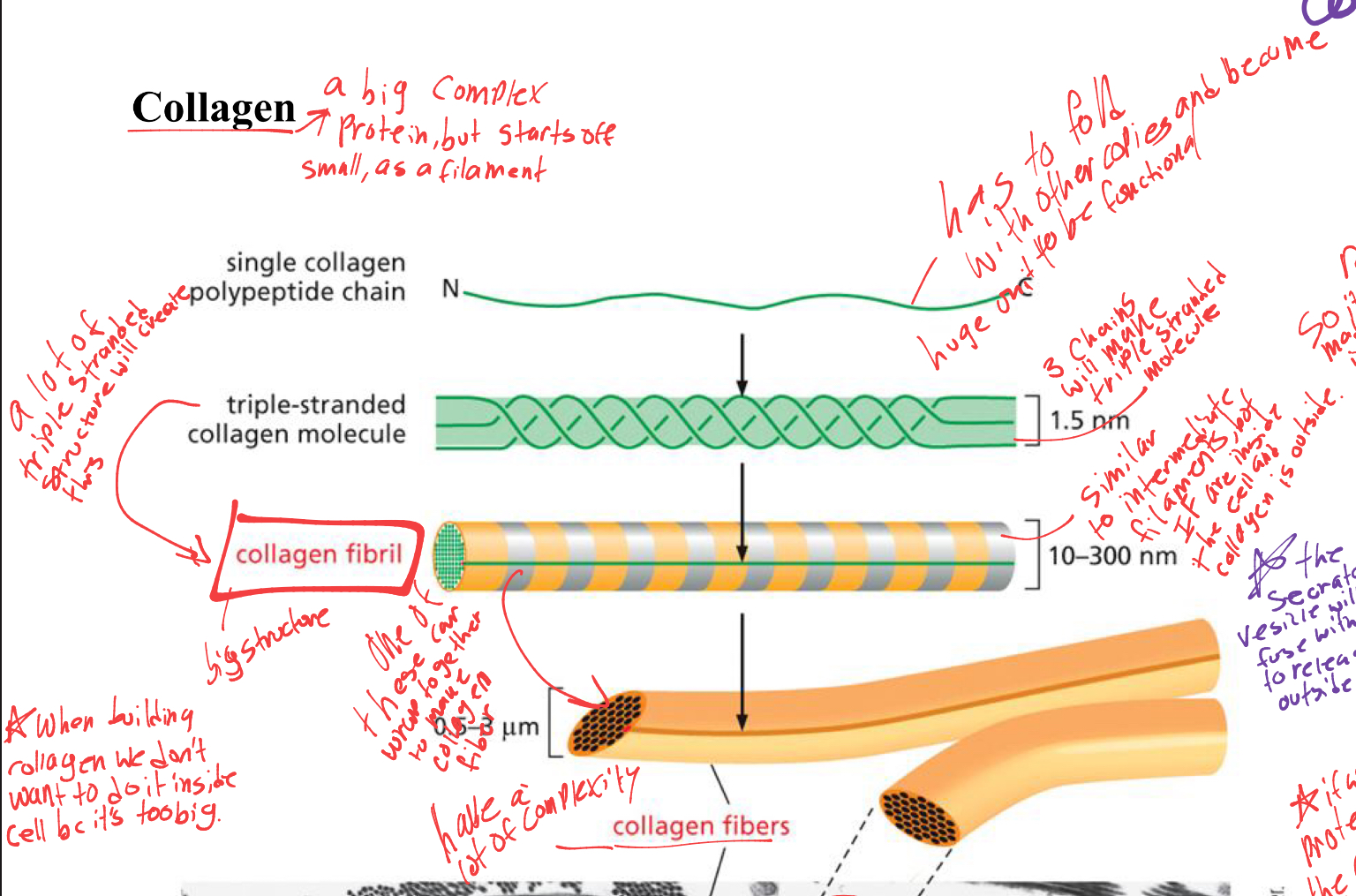 <ol><li><p>3 chains will make a triple stranded molecule </p></li><li><p>then multiple triple stranded molecules will create a collagen fibril,- this is similar structure to intermediate filaments except this is on the outside of a cell and Intermediate filaments are on the inside of a cell. </p></li><li><p>then collagen firbils will wrap together and form a collagen fiber. </p></li></ol><p></p>