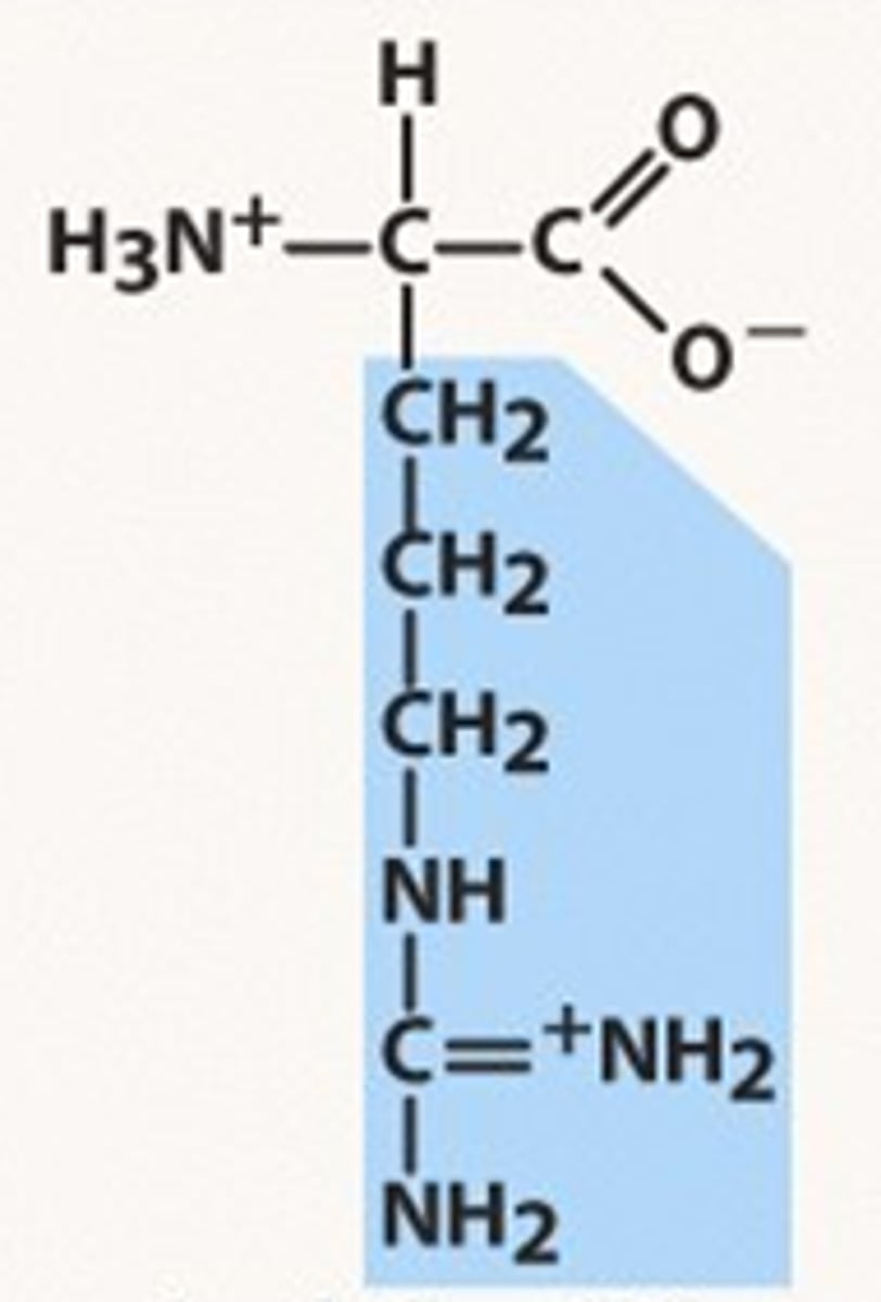 <p>Arg, R, basic, pKr= 12.48</p>