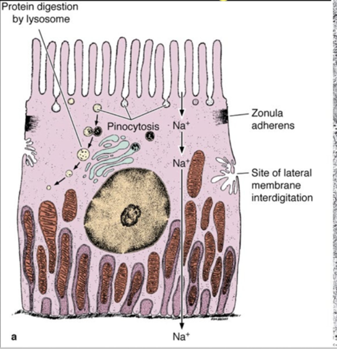 <p>Increase surface area of basal/lateral regions</p>