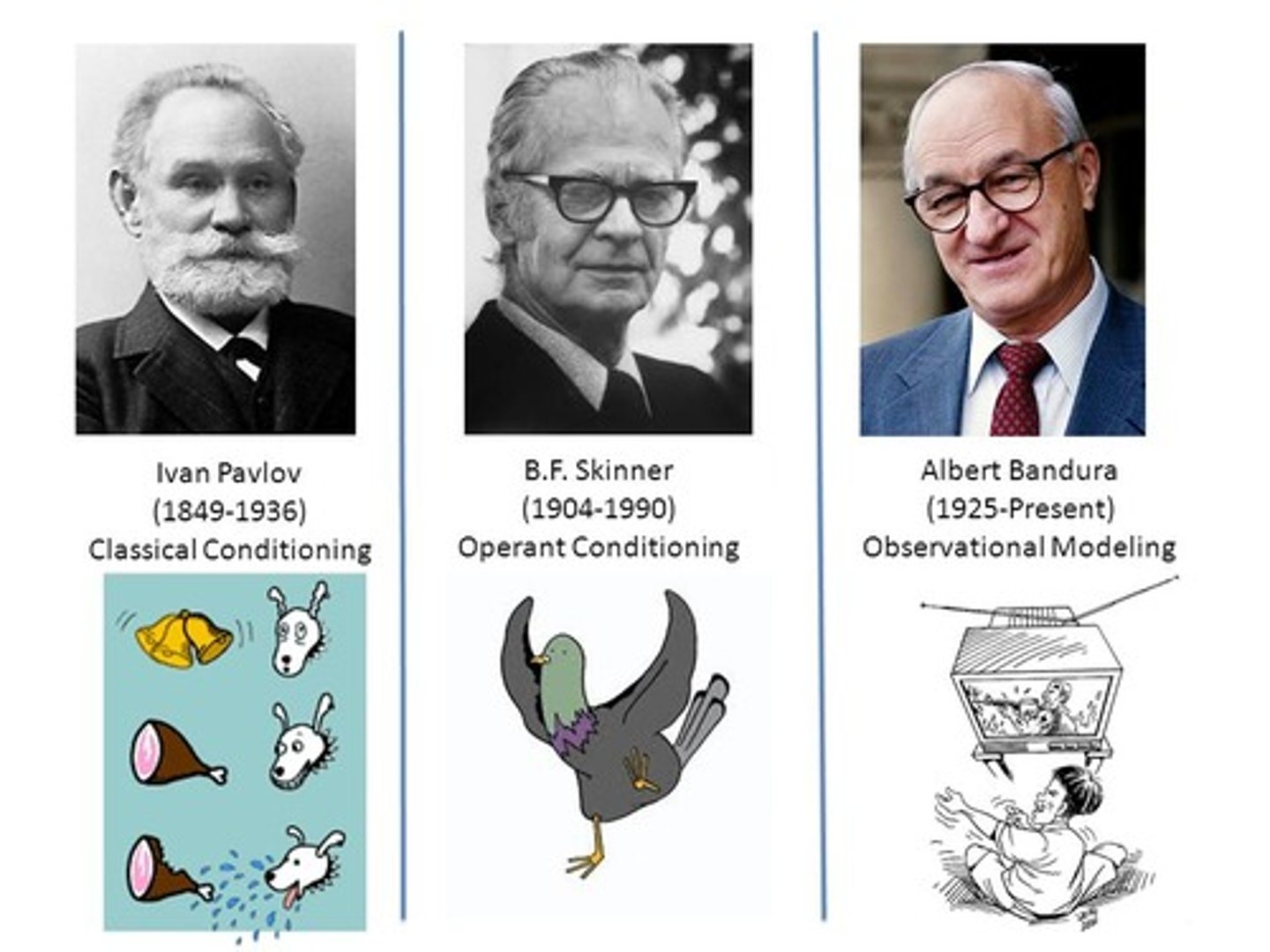 <p>(D) I and III Only</p><p>Skinner is known for operant conditioning and Pavlov for classical conditioning, both strictly based in behaviors.</p><p>Bandura is known for studying the Cognitive Theory and the Bobo Doll experiment.</p>