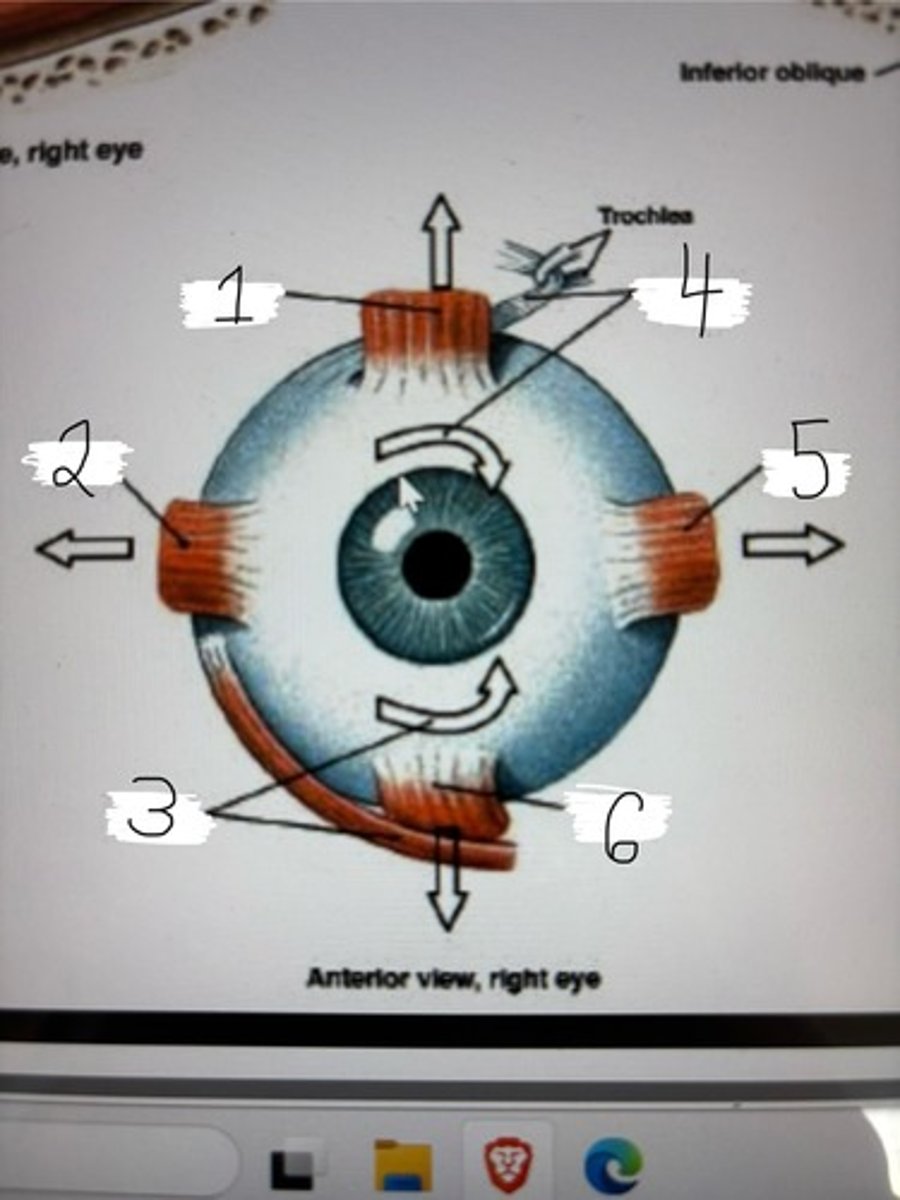 <p>right eye</p>