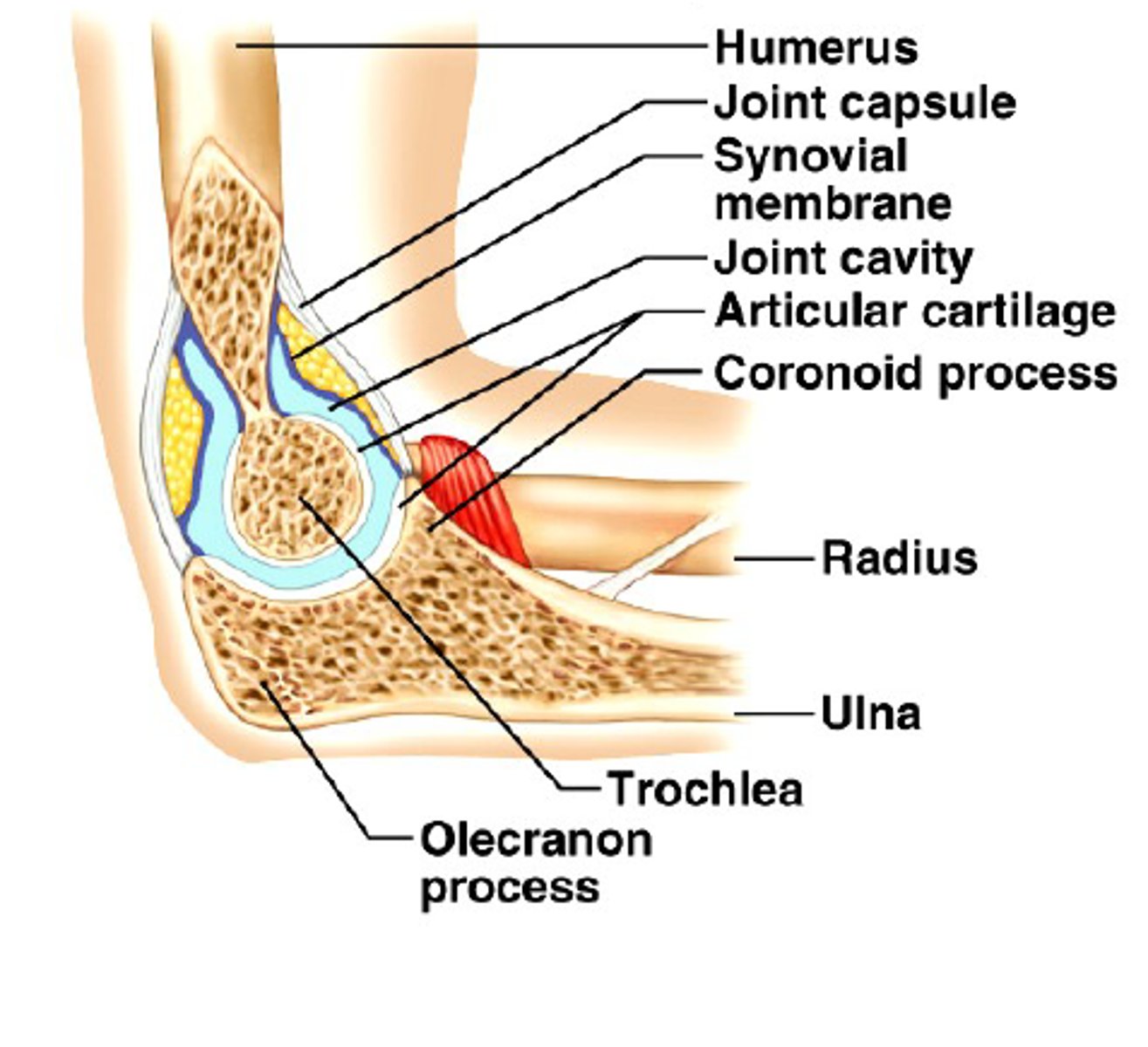 <p>hinge joint formed by humerus, ulna, and radius</p><p>allows flexion and extension only</p>