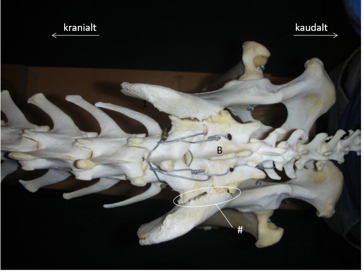 <p>Vilken led? Beskrivning och Funktion</p>