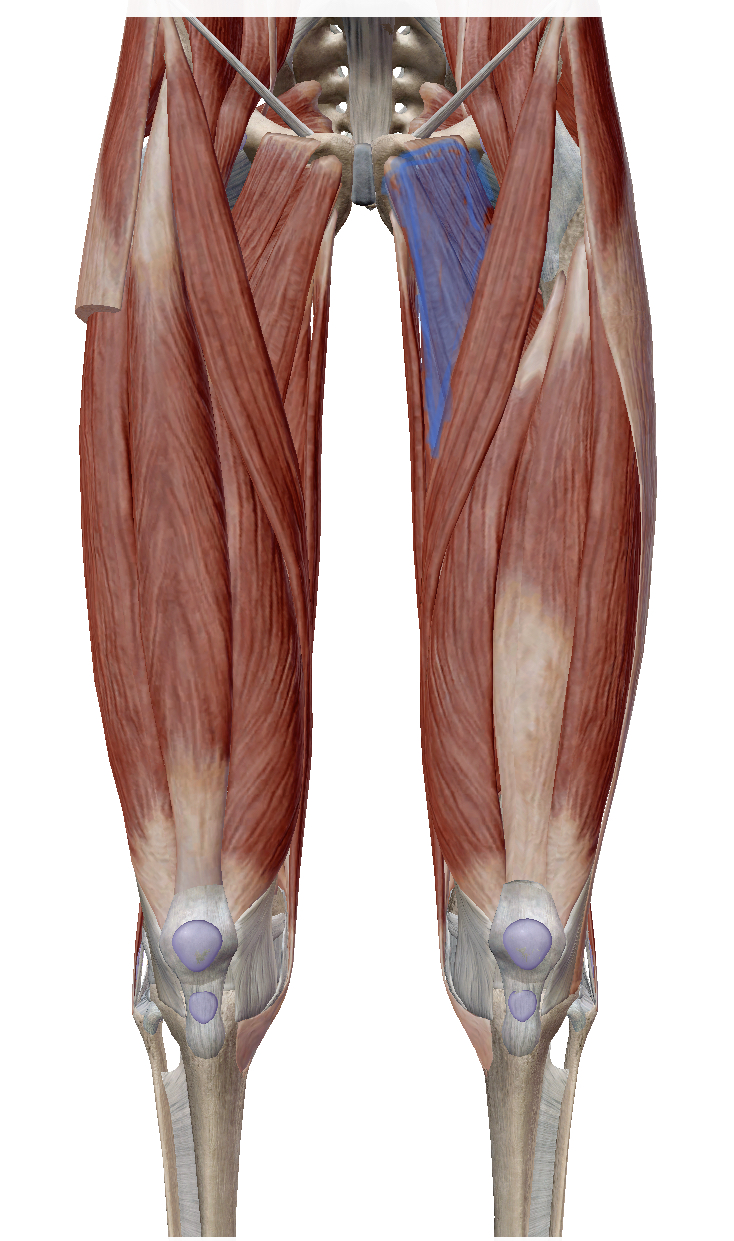 <p>Identify the highlighted muscle</p>