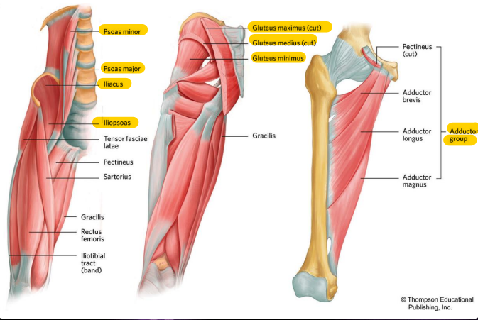 Origin: Anterior superior iliac spine

Insertion: Medial tibia

Function: Flexes hip and knee