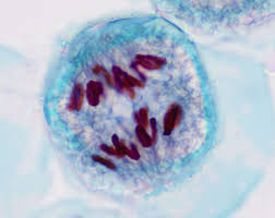 <p>What phase of cell division is shown</p>