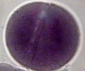 <p>stage 3; The result of the first cleavage event after fertilization</p>