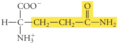 <p>Gln, Q, Polar</p>