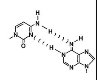 <p>Which non-standard base pair is this?</p>