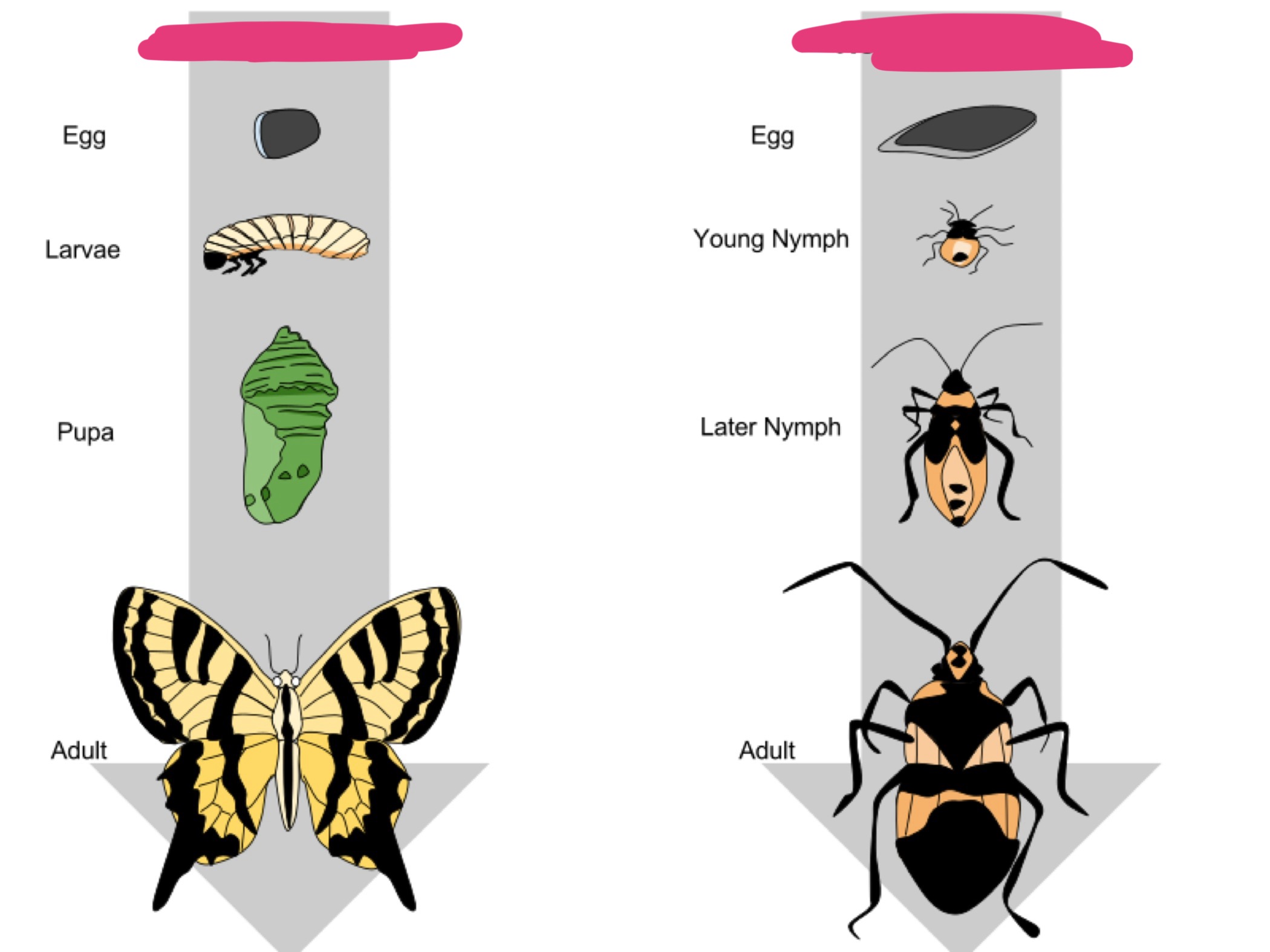 <p>Labeled development types + What subphylum?</p>