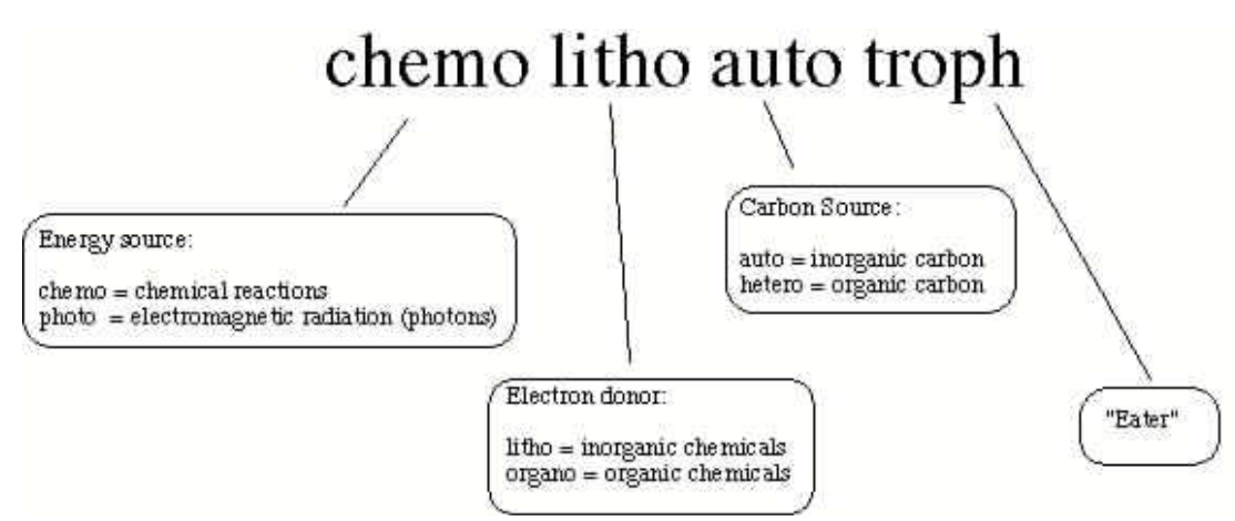 <p>This type of metabolism is seen in extreme environments: </p>