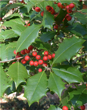 <p>broad leaf evergreen, alternate, simple, glossy, and spiney leaves</p><p>suffers from holly leaf miner</p><p>male and female plants</p><p>red drupe fruit</p>