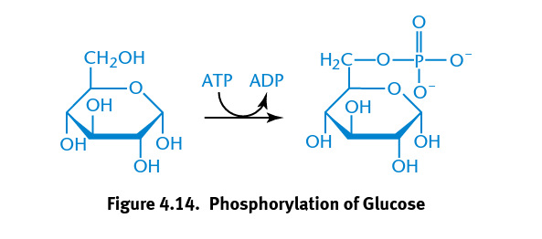 <p>Catalyzes the phosphorylation of glucose important to metabolic reaction of glycolysis in which a phosphate group is transferred from ATP to glucose</p>